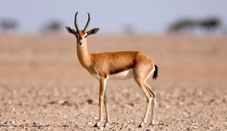 中部自然保护区