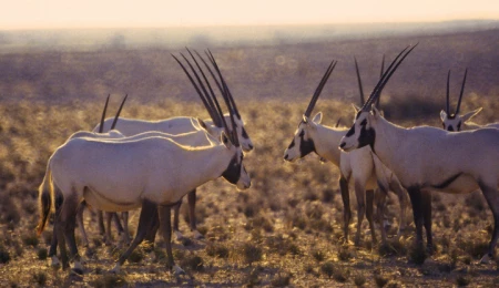 萨利尔国家公园