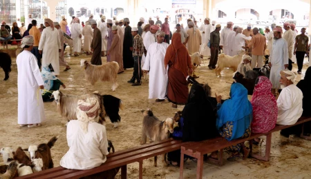 西那瓦骆驼市场